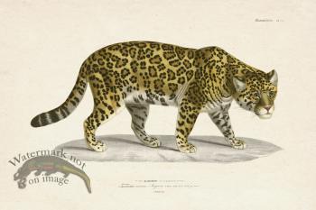 FNH 11 Jaguar